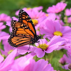 🌺Cosmos - Florecer Significa Felicidad y Suerte