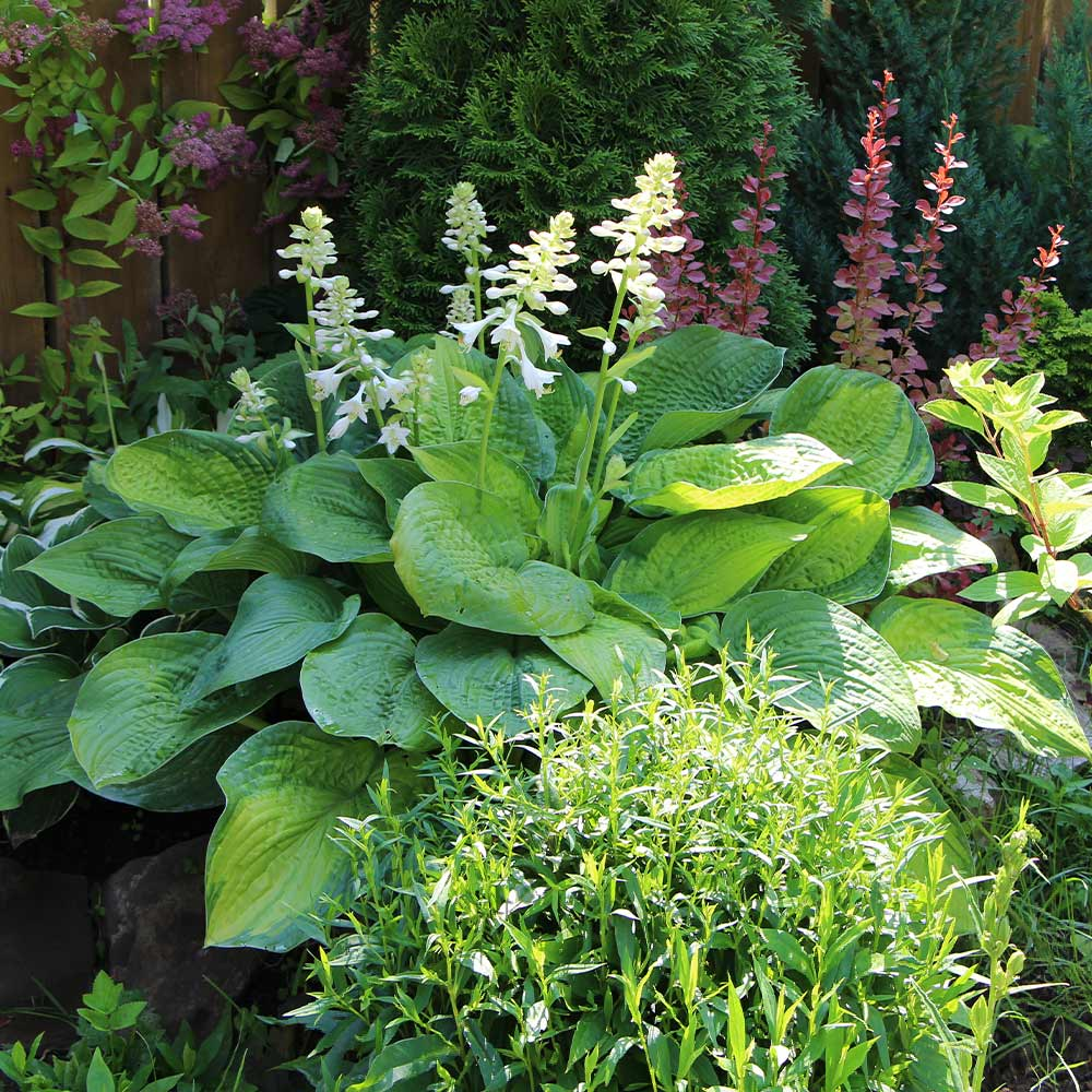Hosta – La Elegancia Amante de la Sombra para Tu Jardín 🌿✨