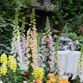 Semillas de Digitalis Purpurea