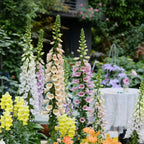 Semillas de Digitalis Purpurea