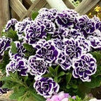 🌸Semillas de petunia doble raras