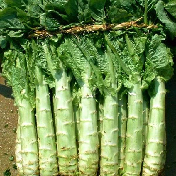 Semillas de espárragos lechuga italiana