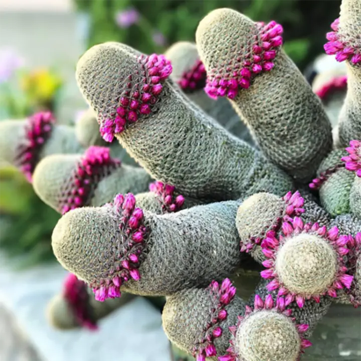 Las semillas de la planta de flor de cactus Mammillaria Matudae
