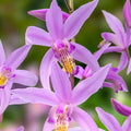Orquídea de suelo china Penway Paris Hardy