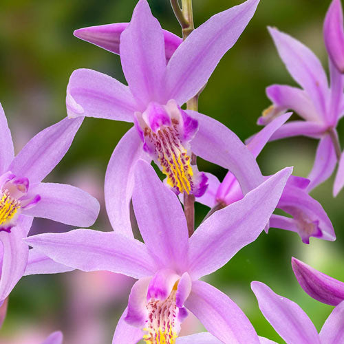 Orquídea de suelo china Penway Paris Hardy