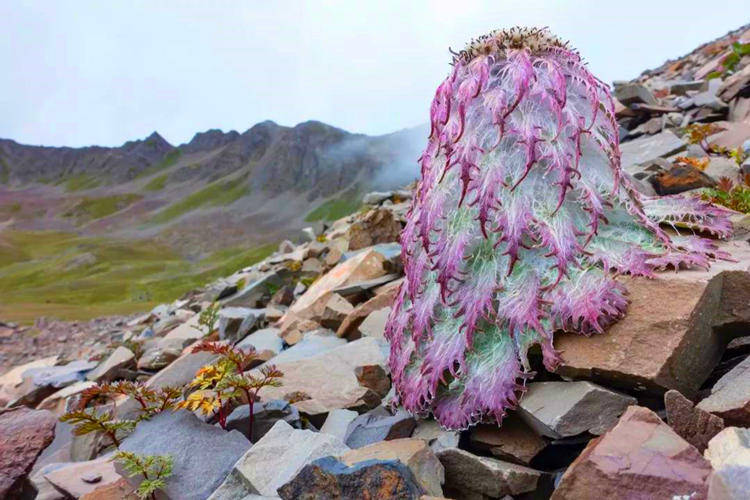 Saussurea medusa Maxim.