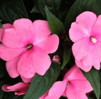 SEMILLAS DE IMPATIENS - MEZCLA DE FLORES TIPO CAMELIA