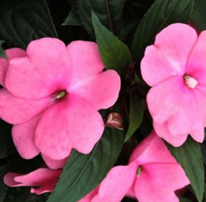 SEMILLAS DE IMPATIENS - MEZCLA DE FLORES TIPO CAMELIA
