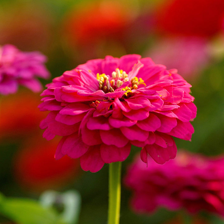 🌺Semillas de Zinnia Doble Enana