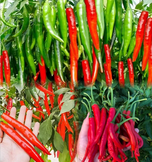 Beauty Pepper Seeds