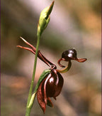 Orquídea Pato Volador - Semilla de flor rara