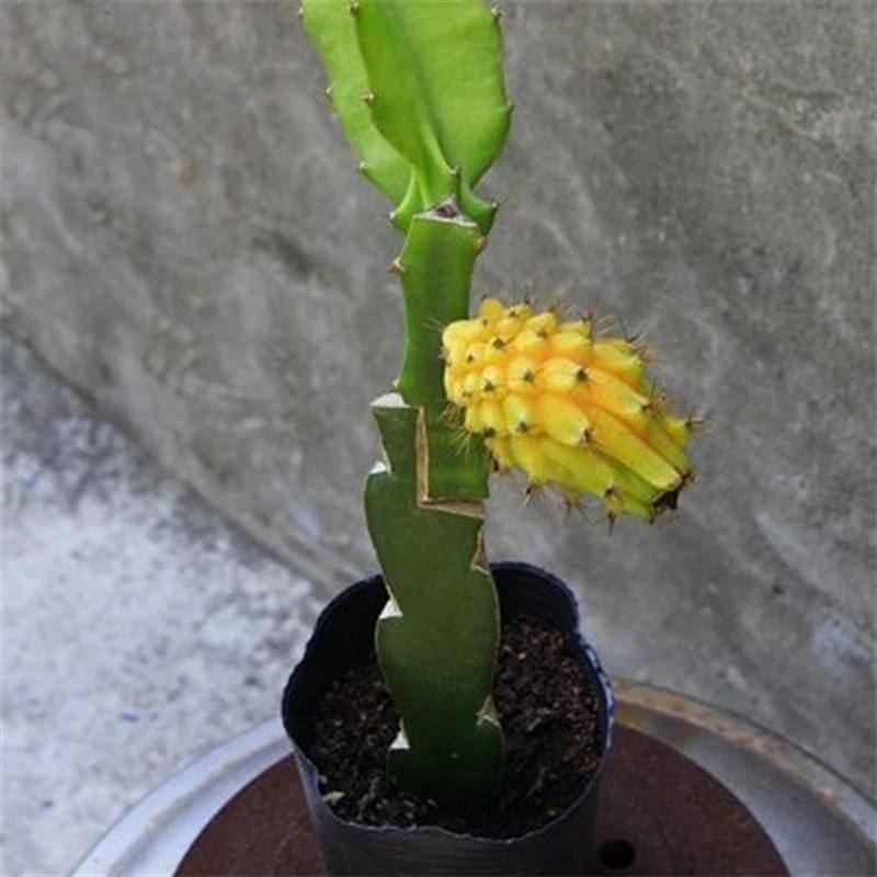 Egrow 50 unidades/paquete de semillas de pitahaya amarilla, semillas de fruta de dragón Hylocereus Undatus