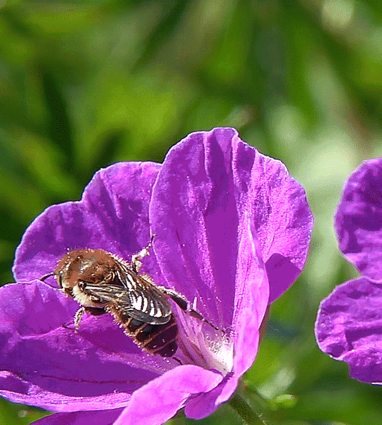 🐝Amigable con los insectos🔥Más de 60 semillas de flores perennes variadas🌿Puras sin OMG