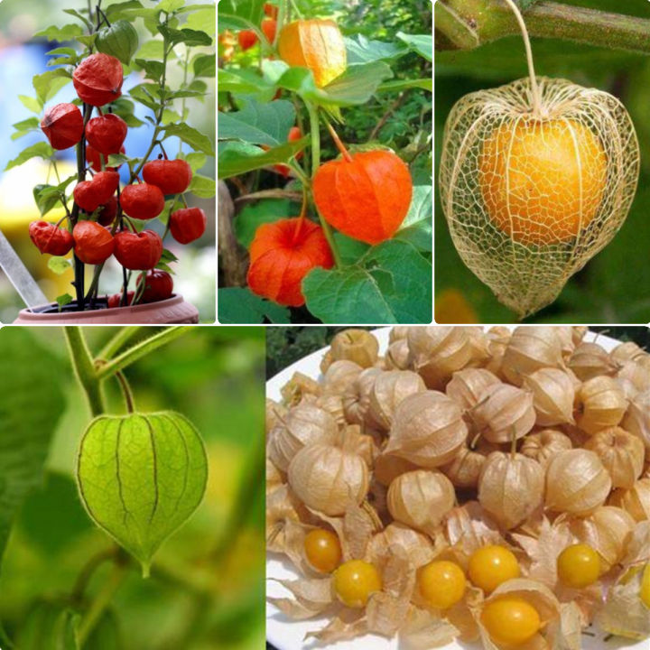 Semillas de Physalis Peruviana Golden Berry Semillas de Aguaymanto