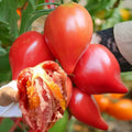 Semillas de Tomate Miel de Mango
