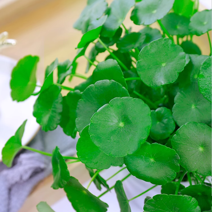 Semillas de Hydrocotyle Vulgaris