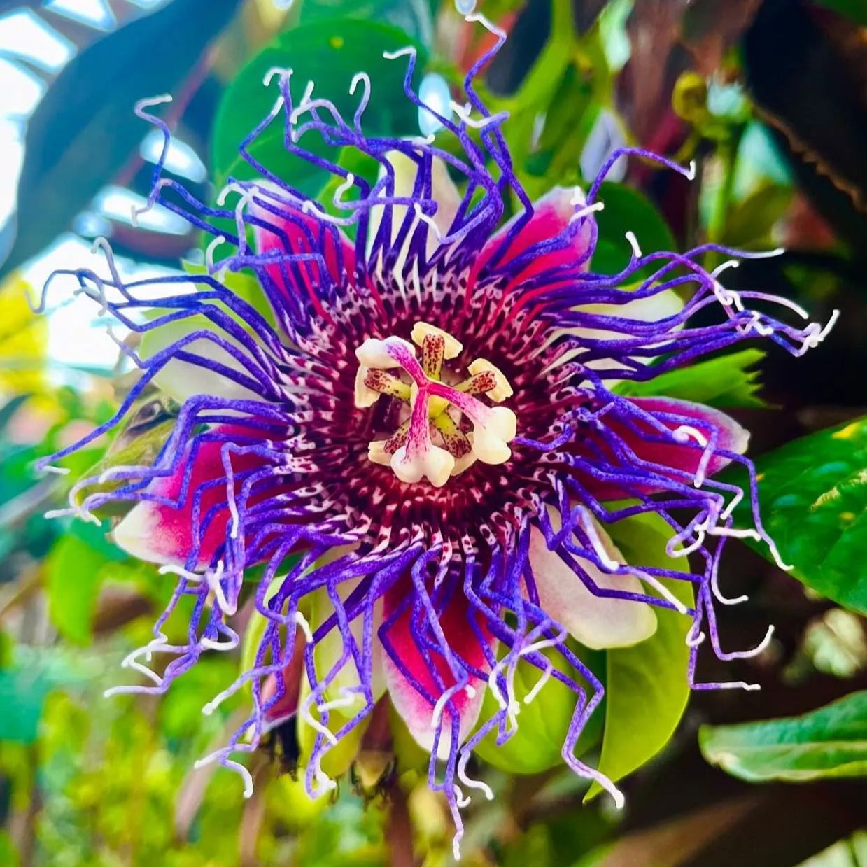 🌸 Semillas de pasionaria morada – ¡Cultiva tu propio paraíso exótico!
