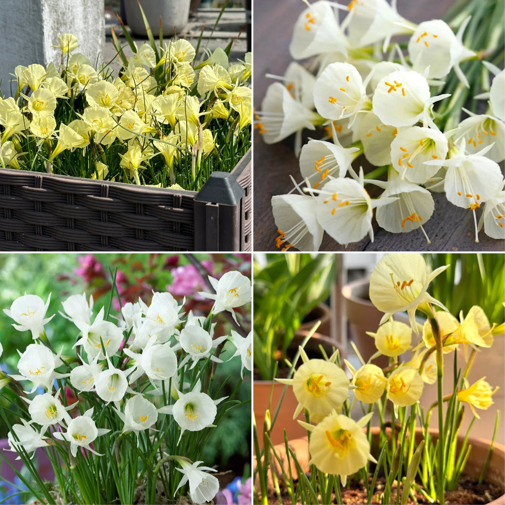 Narcissus bulbocodium Golden Bells