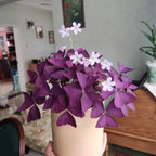 💜Bulbos de trébol de la suerte morado