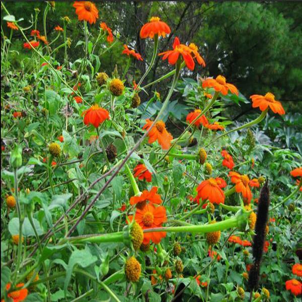 Semillas de flor de Girasol Naranja, Tithonia Speciosa Goldfinger