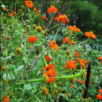 Semillas de flor de Girasol Naranja, Tithonia Speciosa Goldfinger