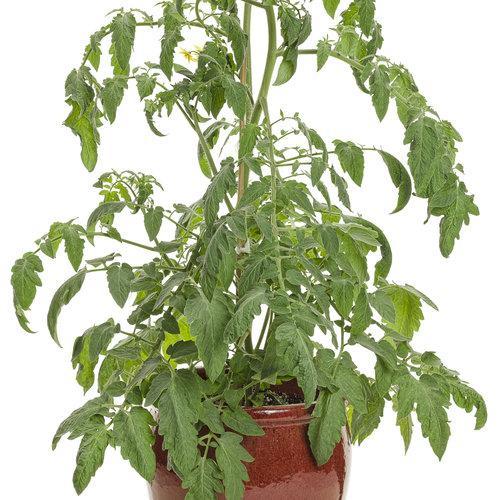 Tomates Tesoro del Jardín