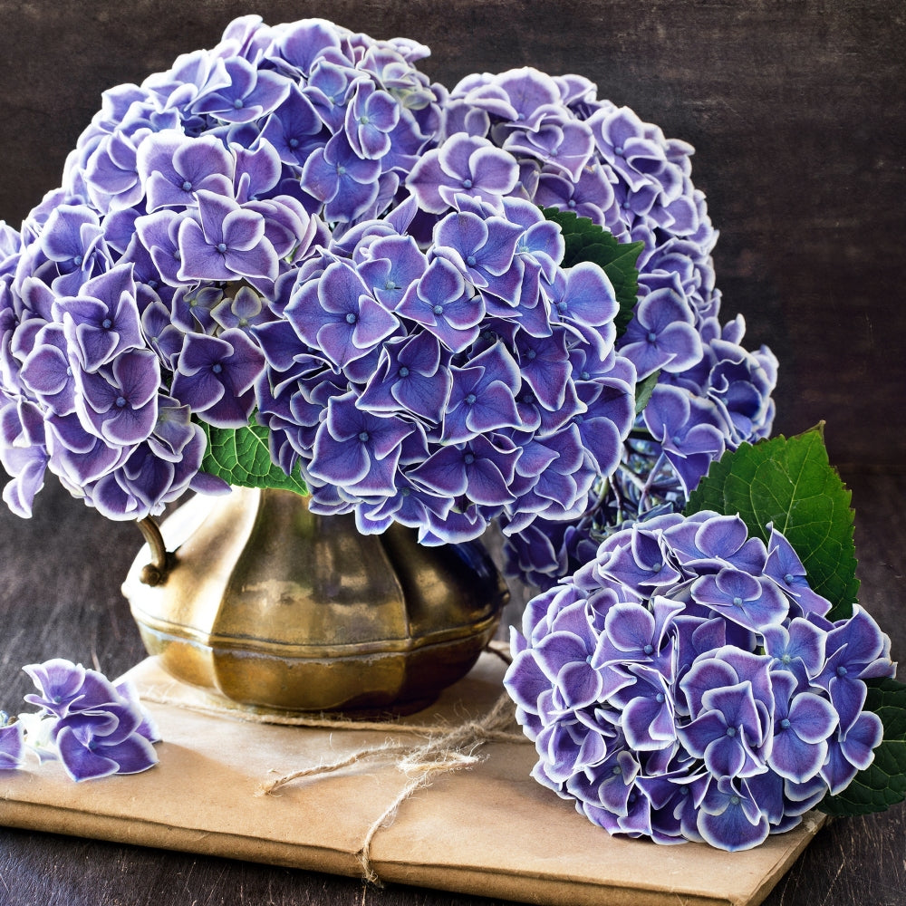 Semillas de Hydrangea Macrophylla Tivoli