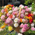 10000 Pcs Muti-color Double Petal Sun Flower Seeds