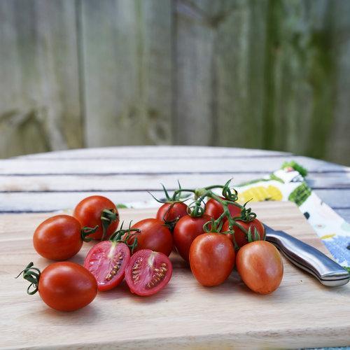 Tomates Garden Gem