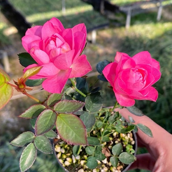 Miniatura Rosa Chinensis-Estrellas Loto Celestial🌺