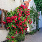 Semillas de Rosa Banksiae Aiton