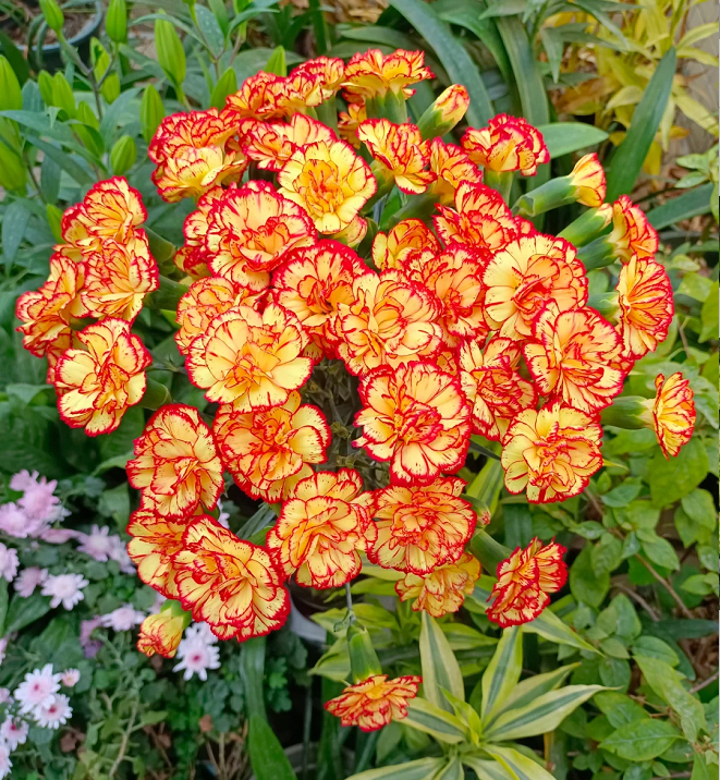 Semillas de Clavel Multicolor