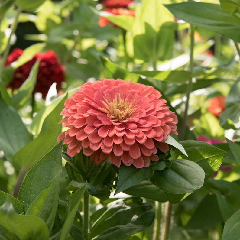 Pedir 50 semillas de Zinnia "Lovely Giant Salmon Rose"