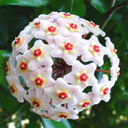 Egrow 20 unidades/paquete de semillas de Hoya, semillas en maceta, semillas de flores de Hoya Carnosa, plantas de jardín