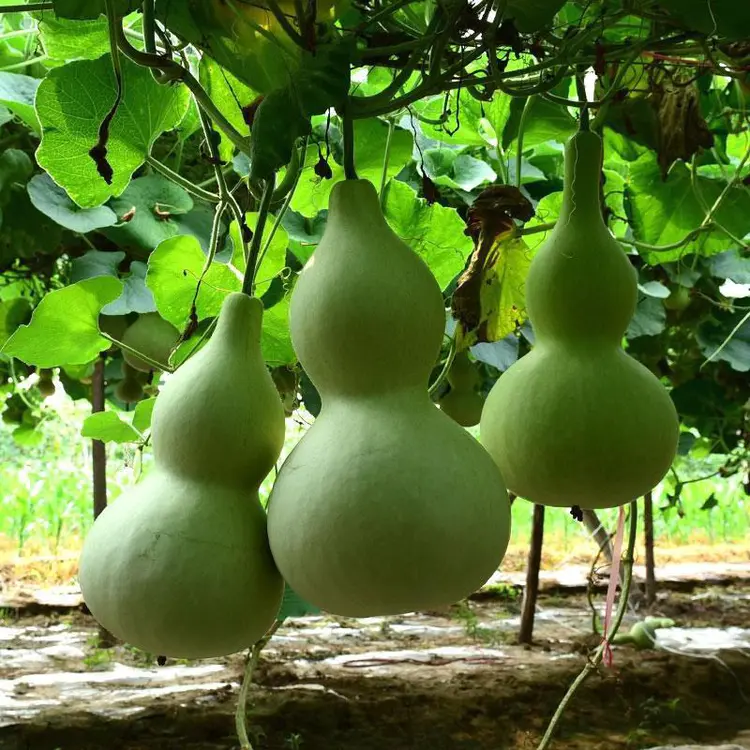 Semillas de calabaza gigante