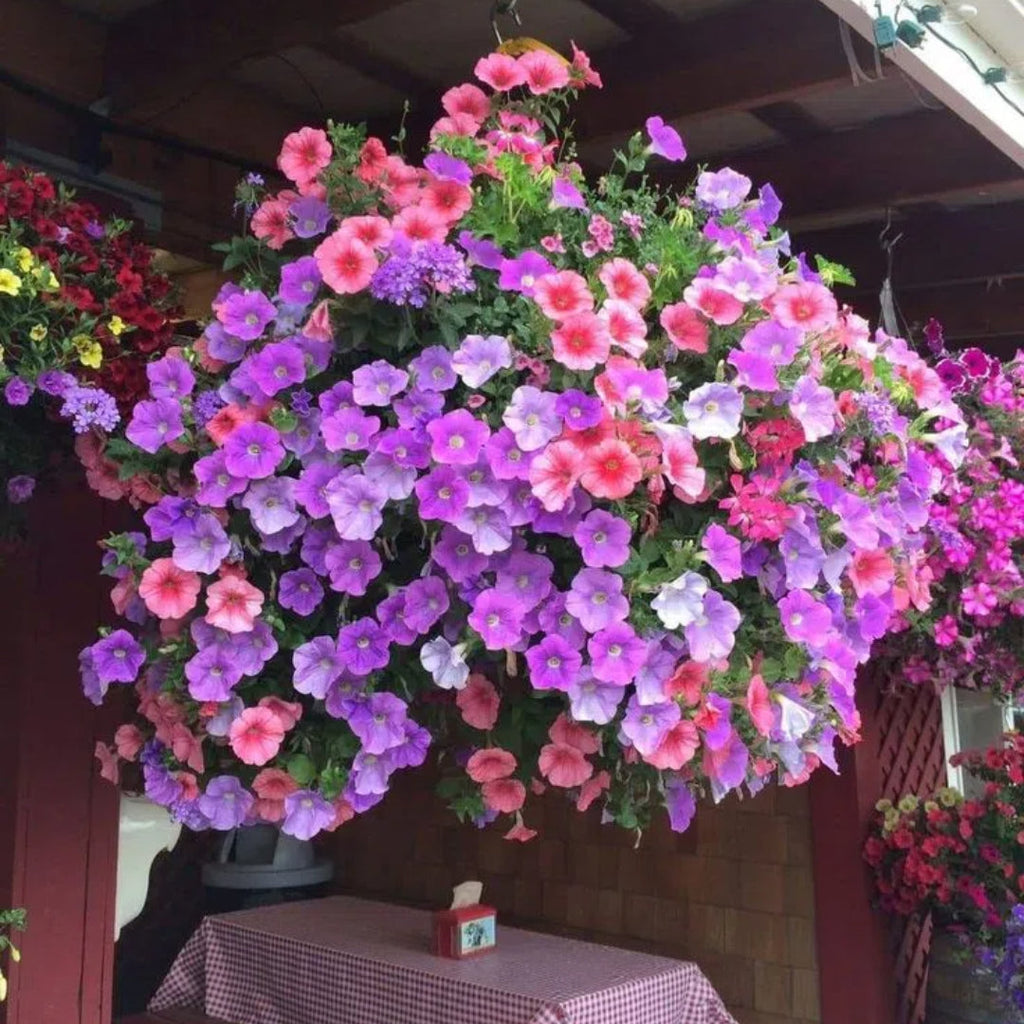 🌸Semillas de petunia