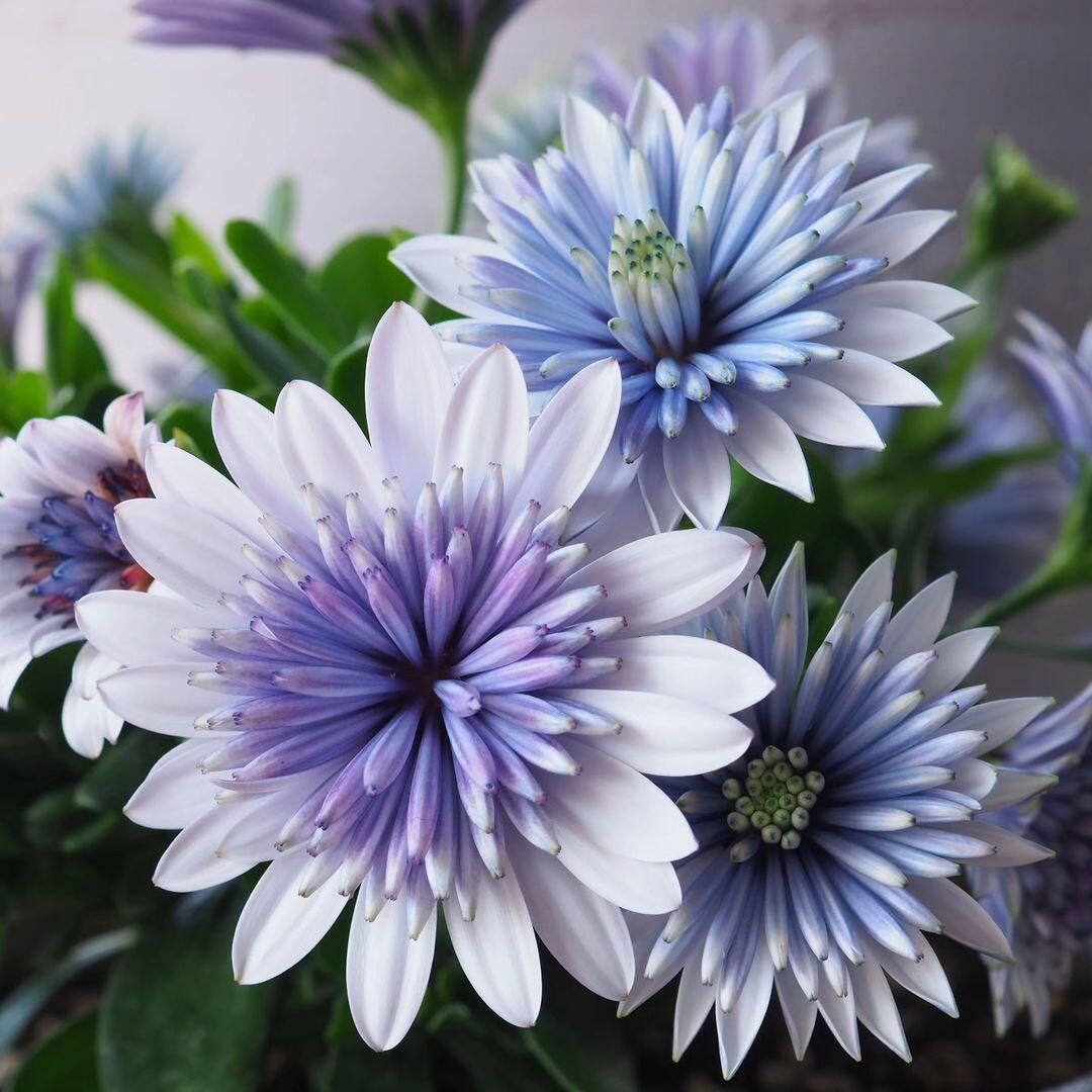 Semillas de caléndula 'Sky Blue Misty Rain'
