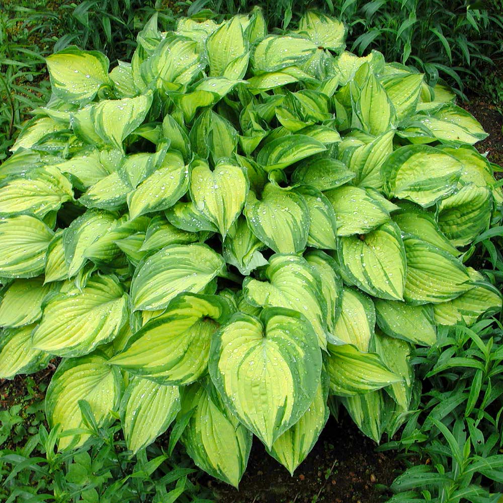 Hosta – La Elegancia Amante de la Sombra para Tu Jardín 🌿✨
