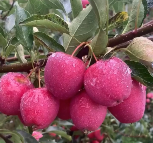 Semillas de Mini Manzana Xantolis Stenosepala