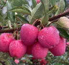 Semillas de Mini Manzana Xantolis Stenosepala