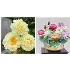 🔥ÚLTIMO DÍA 45% DE DESCUENTO🌺LA REINA DE LAS FLORES—PEONÍAS DE PÉTALOS DOBLES