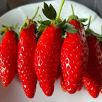 Semillas raras de frutas de plátano y fresa