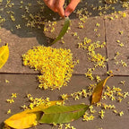Four Seasons Osmanthus Tree Seeds