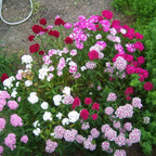 Enano WEE Willie SWEET WILLIAM Mezcla de Colores Semillas de Flores Dianthus Barbatus