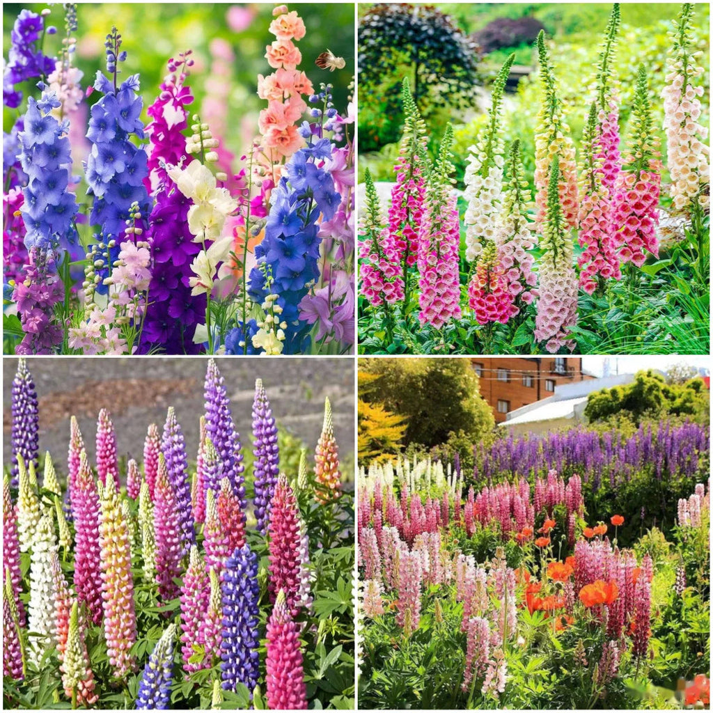 ✨🧑‍🌾Novedades para el jardín de primavera💐Mezcla de delfinio, digital y lupino