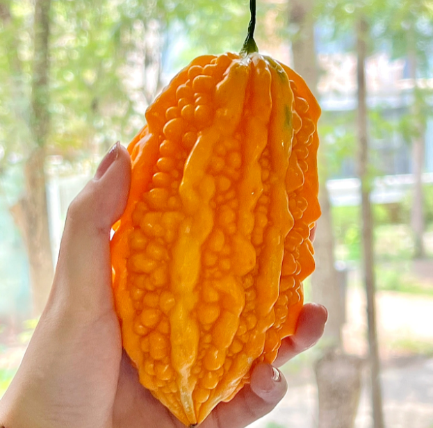 Semillas de uva Lai para jardín Semillas de calabaza amarga