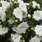 Semillas de Campanilla Doble