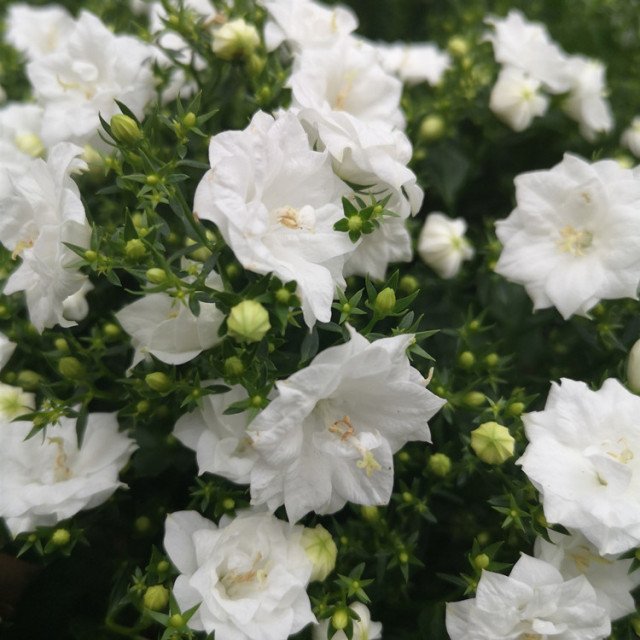 Semillas de Campanilla Doble