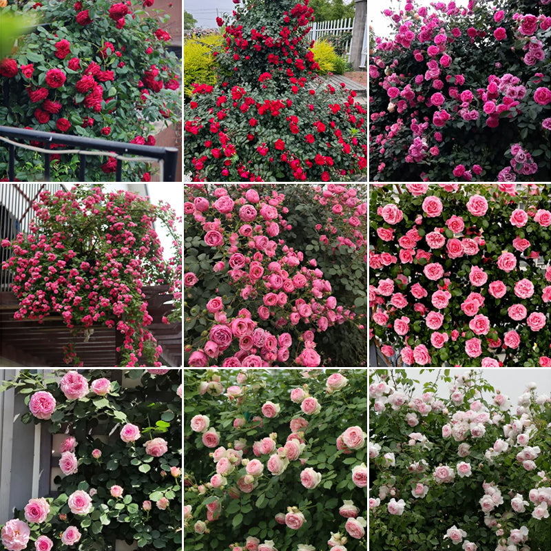 Semillas de Flores Mixtas para Trepar - Más de 30 variedades mezcladas