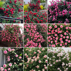 Semillas de Flores Mixtas para Trepar - Más de 30 variedades mezcladas
